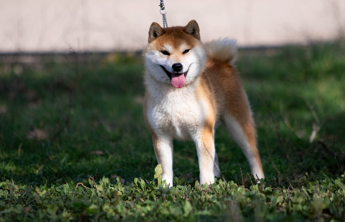 Vogue