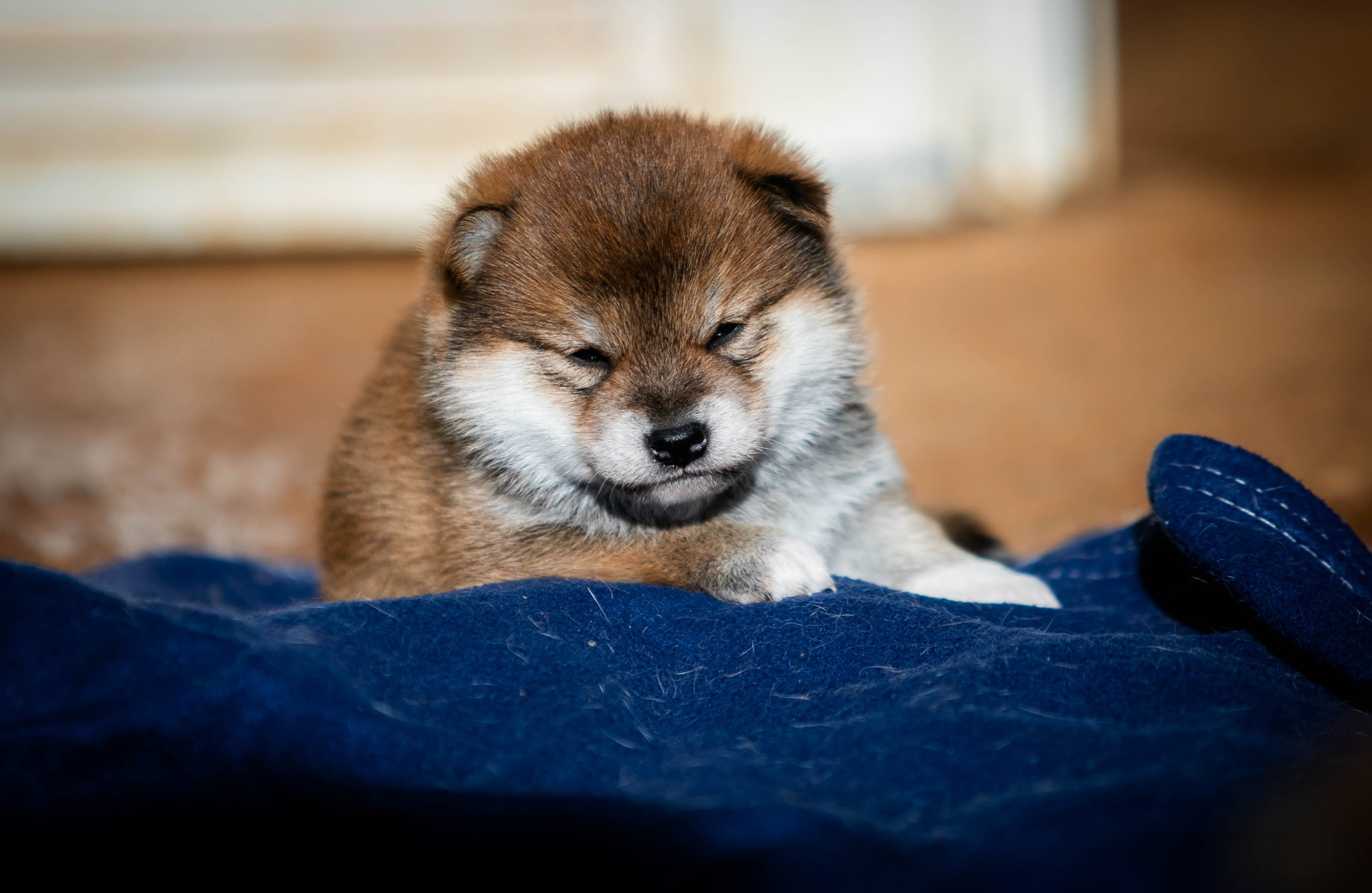 shiba inu chiot