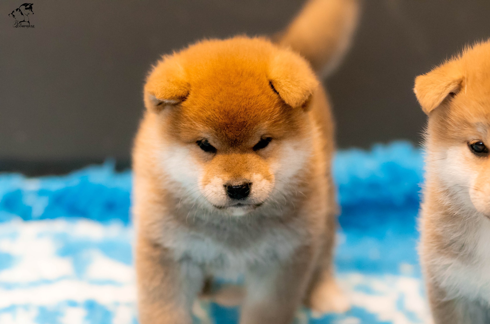 élevage shiba inu