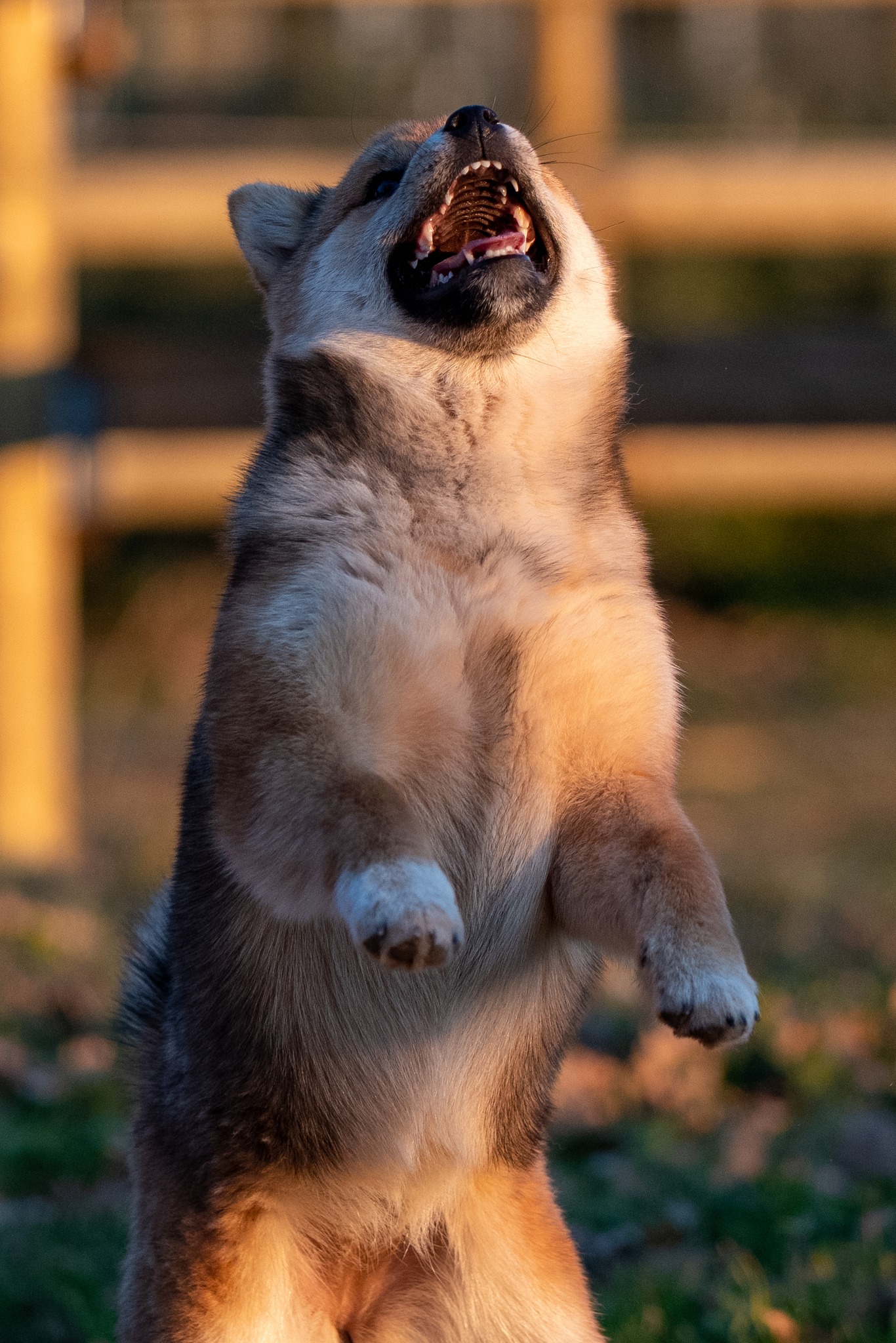 shiba