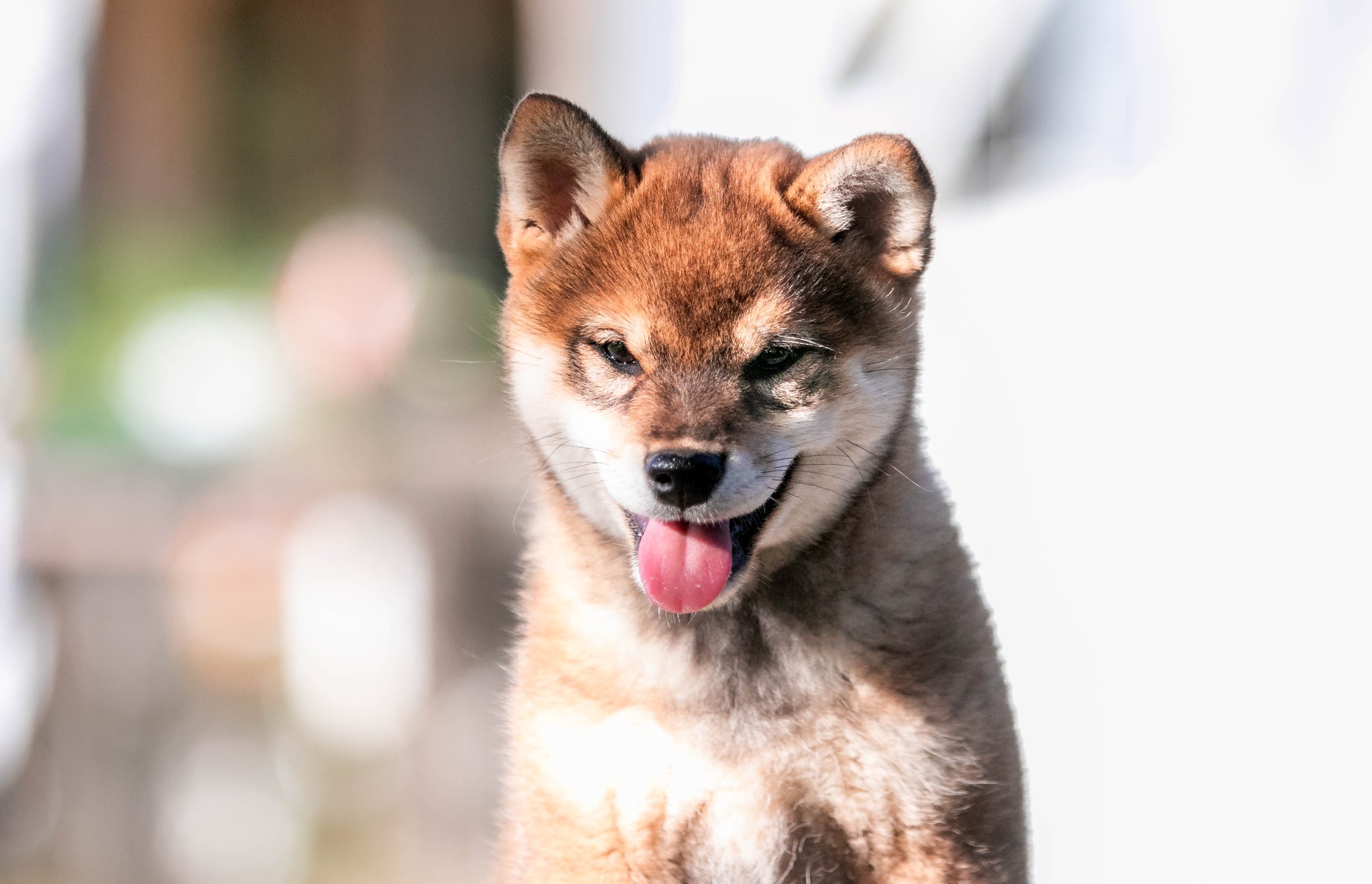 bébé shiba