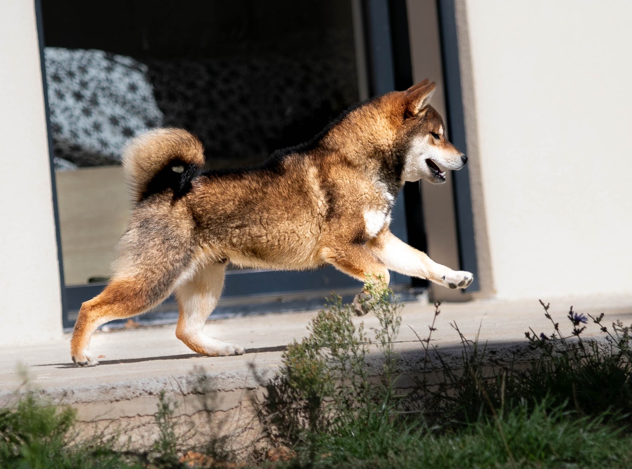 shiba promenade