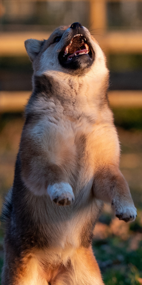 Jeune shiba inu