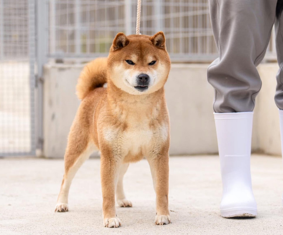 Senju