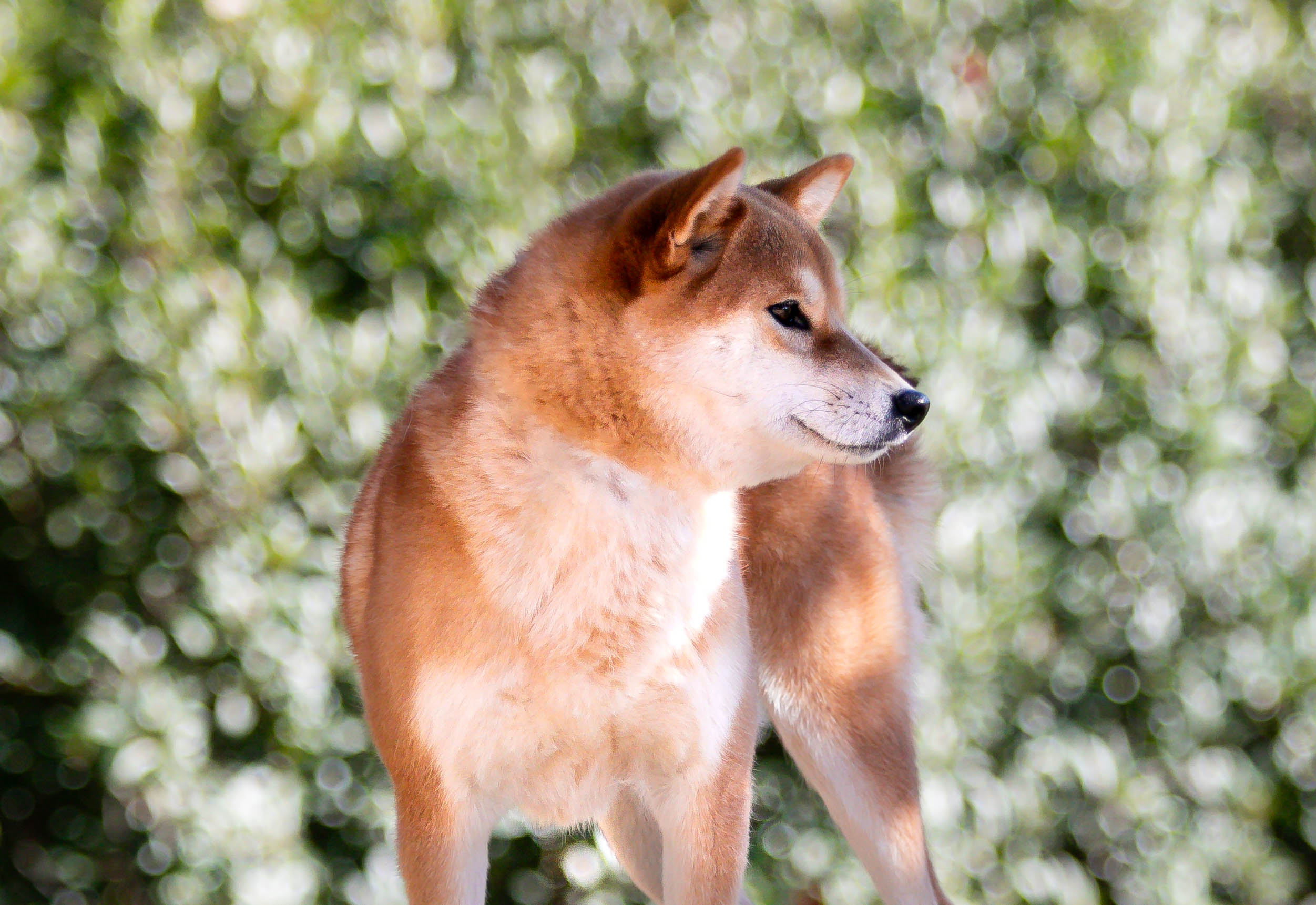 Ume Hanako du Bois de Compiègne
