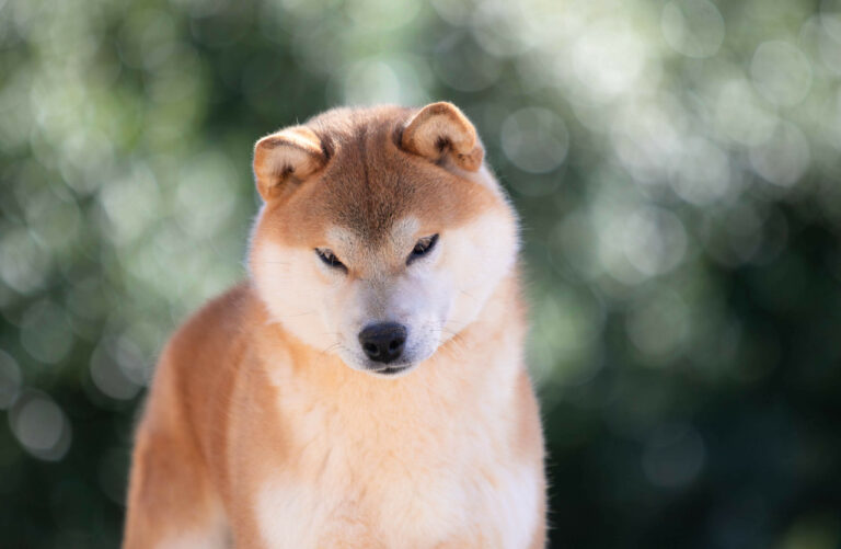 Shoryu