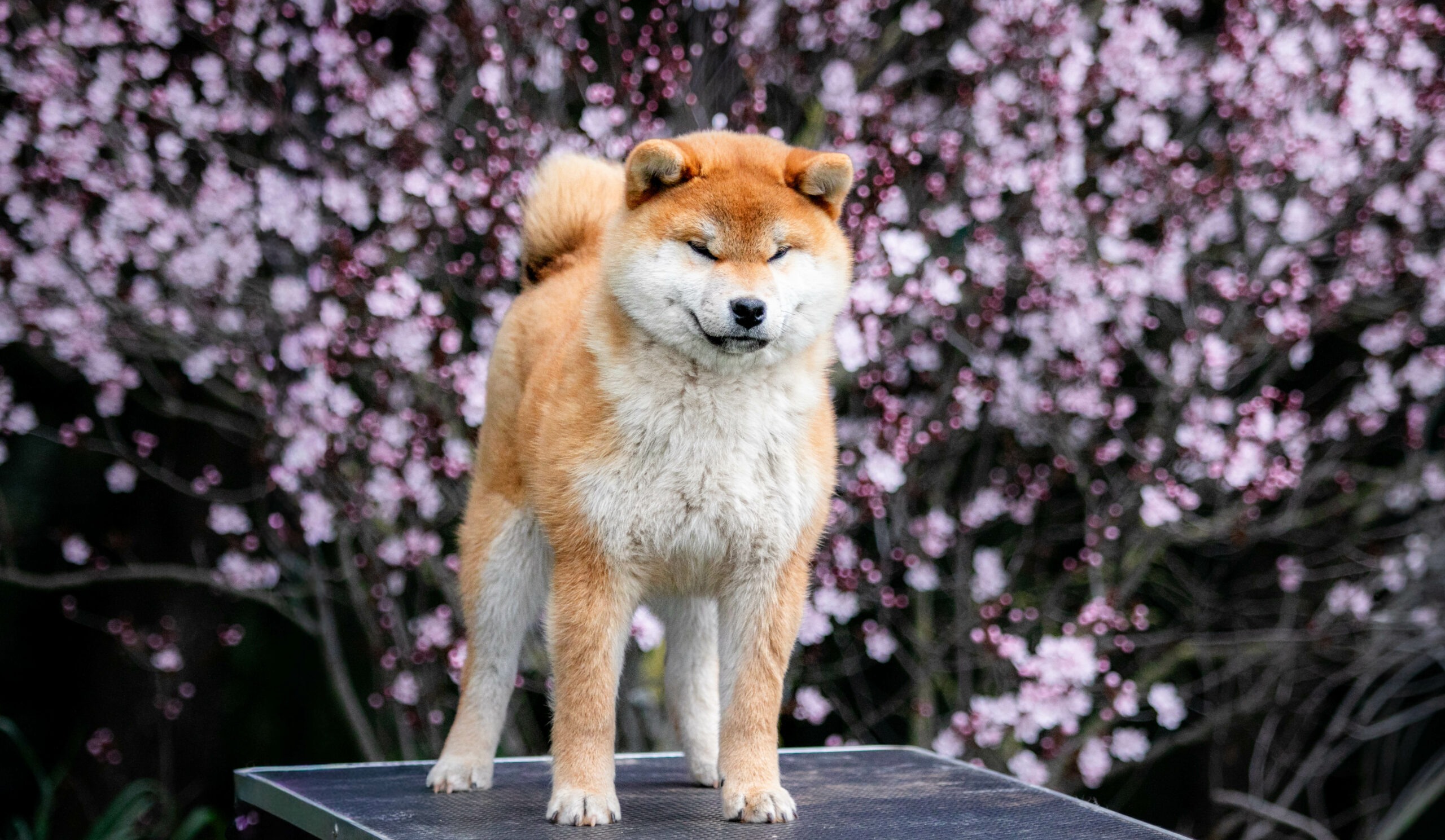 Akanetora go Sakura Kensha​