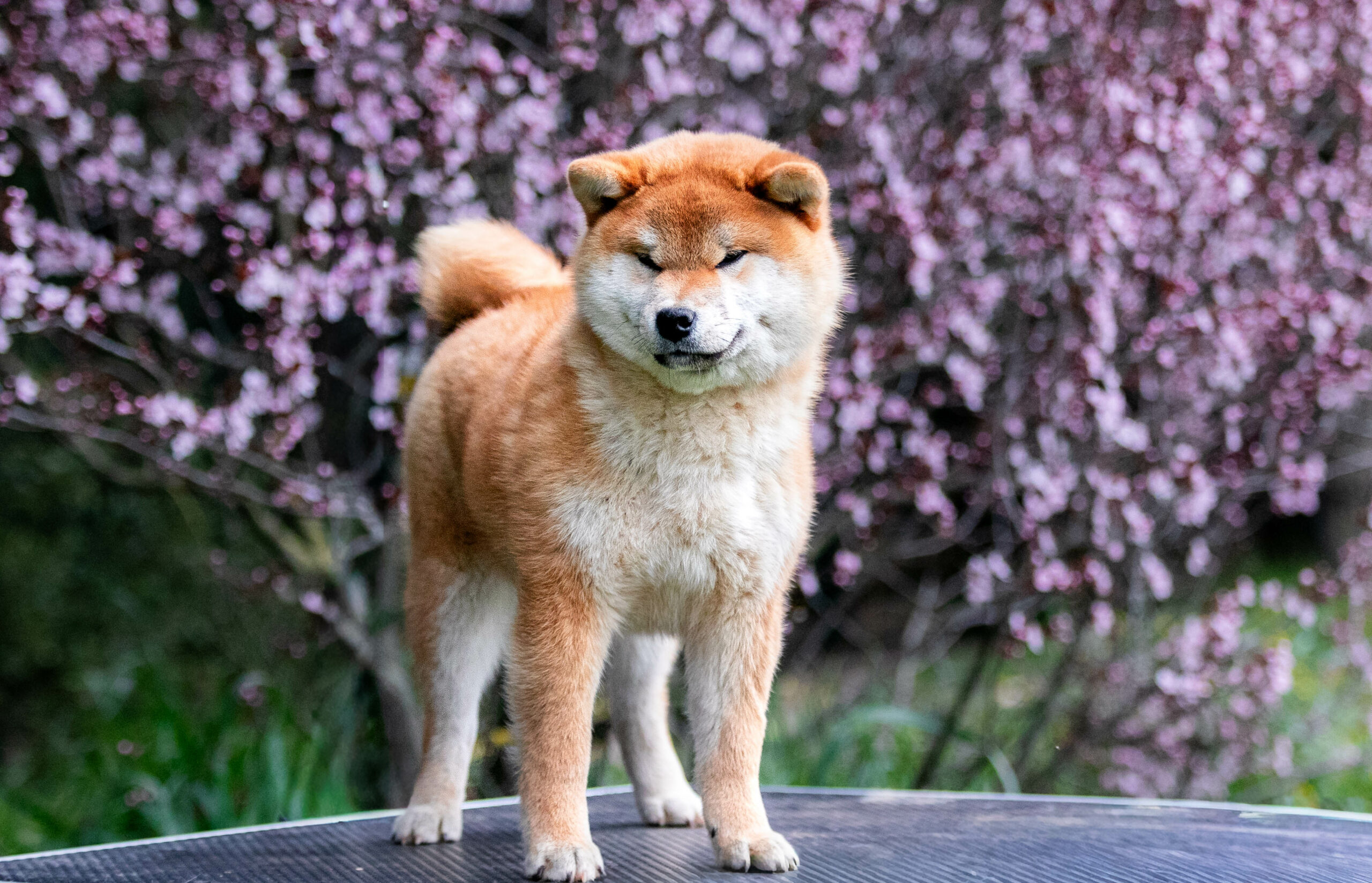 Akanetora go Sakura Kensha​