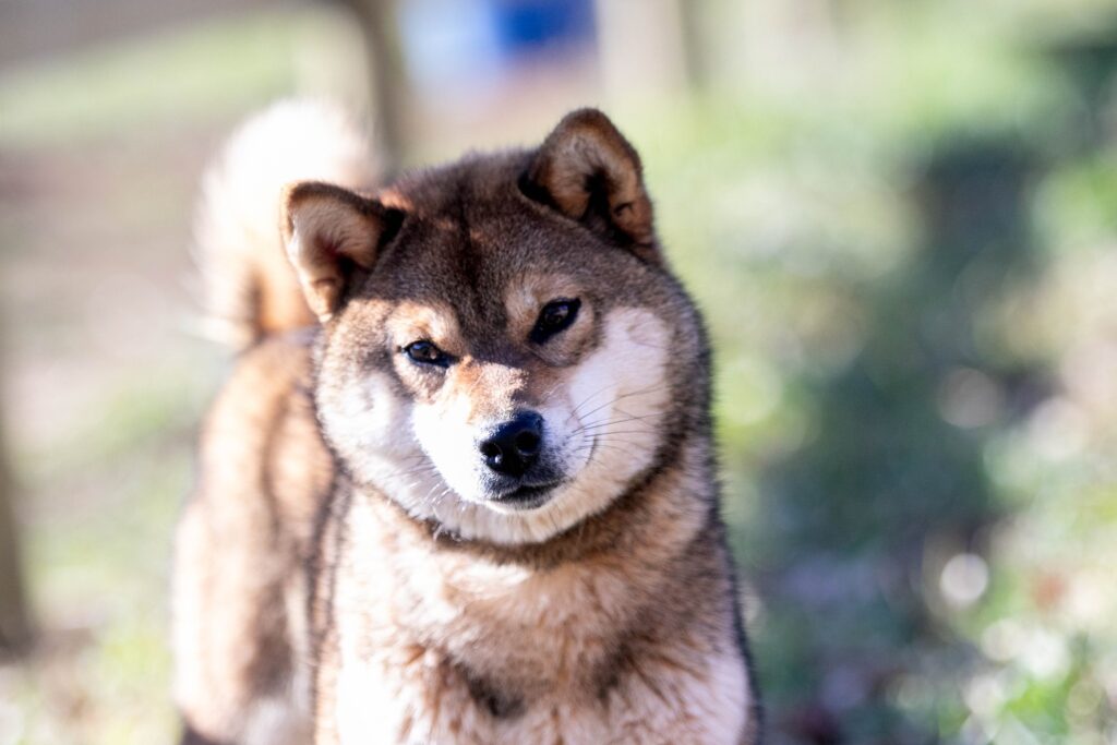 Portrait shiba inu