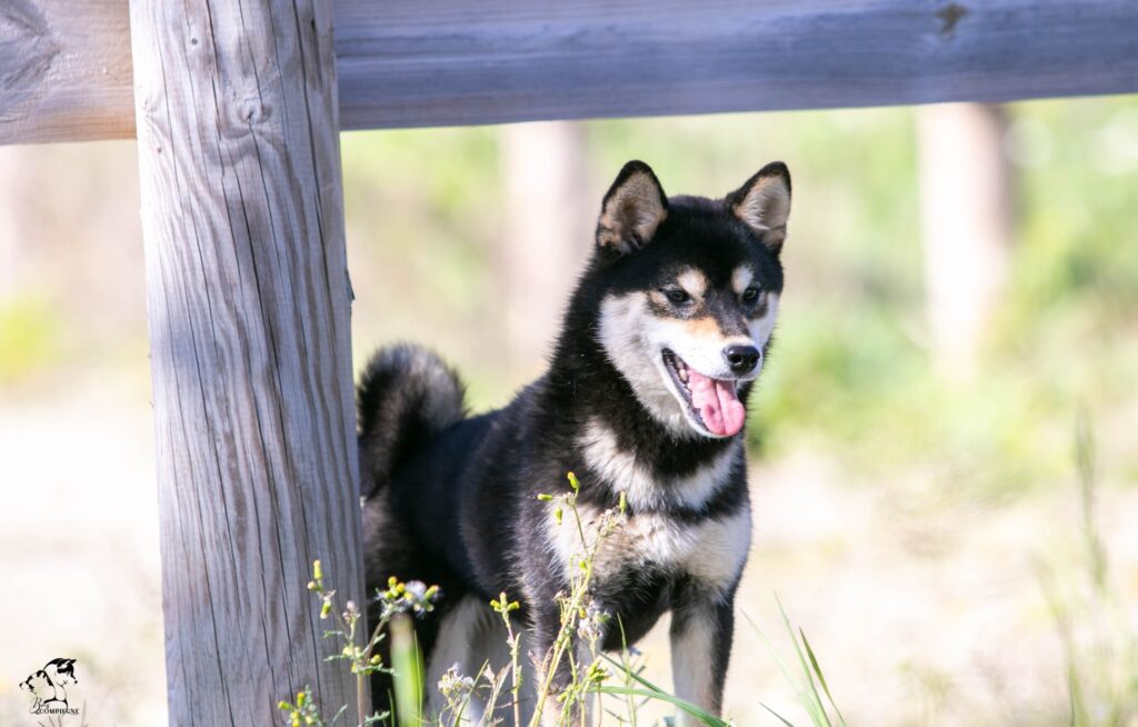Shiba détaché