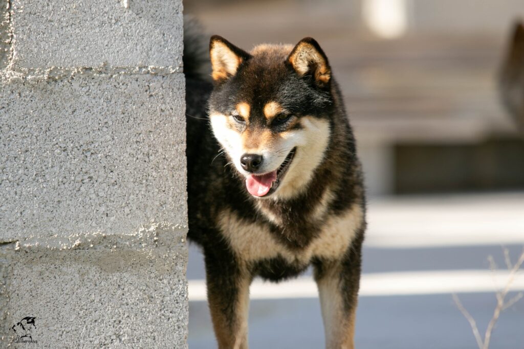 Shiba inu