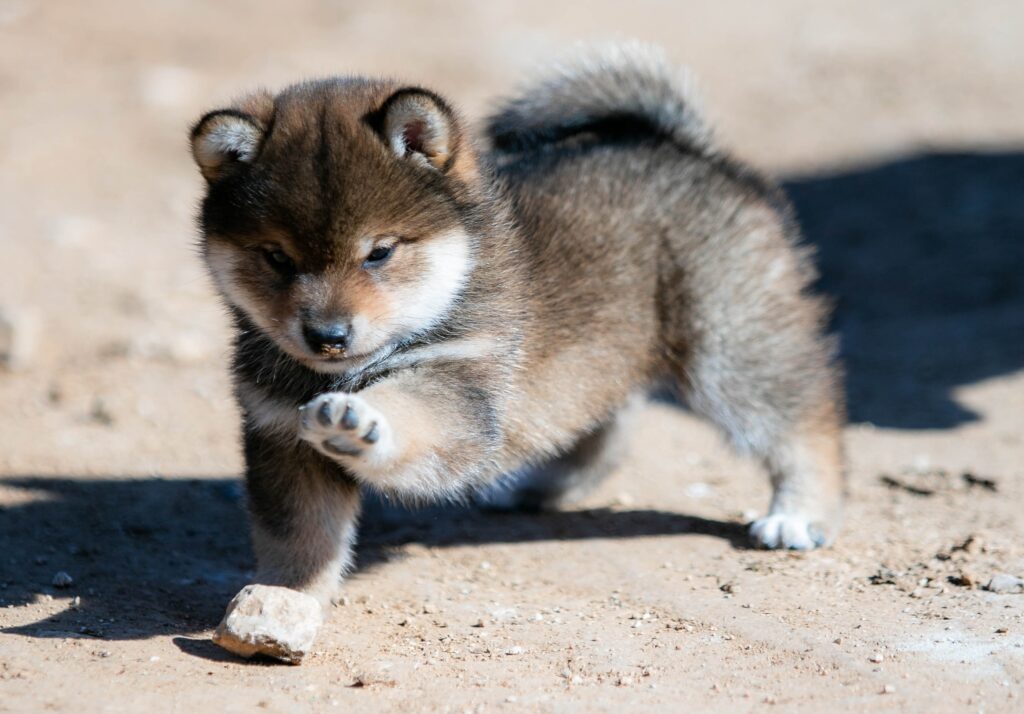 Chiot shiba inu