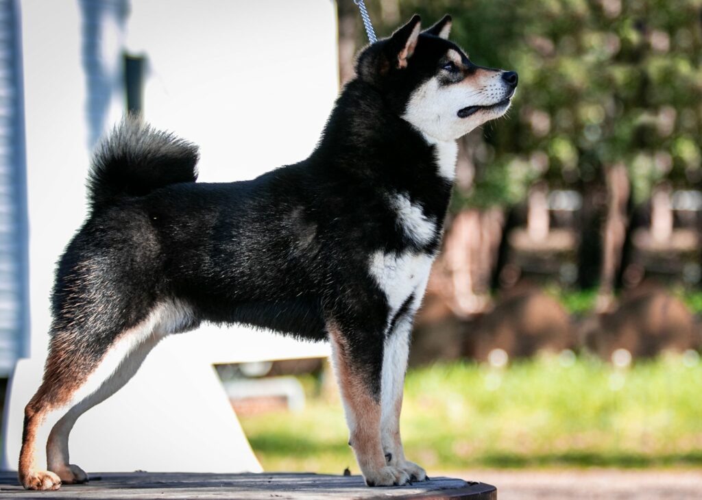 standard shiba inu