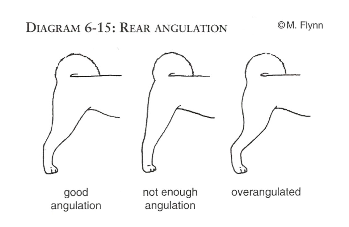 shiba angulation