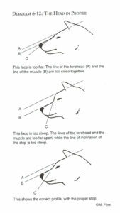 shiba head