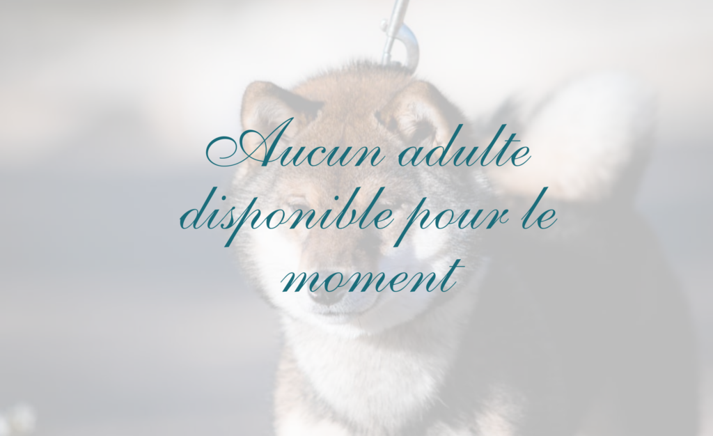 adulte shiba