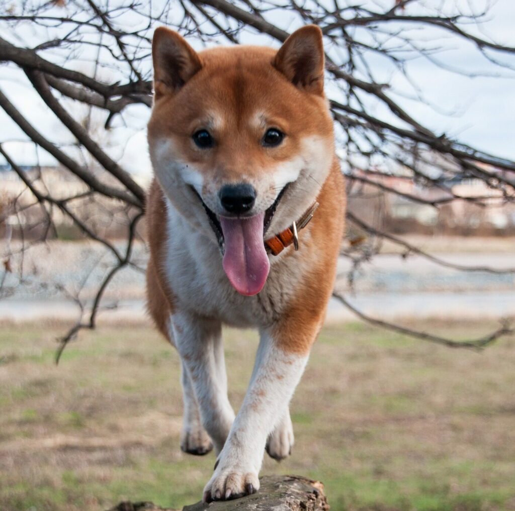 shiba pinto