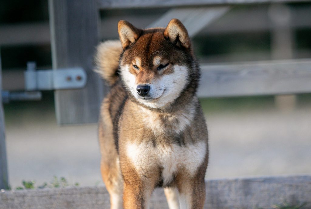Aki