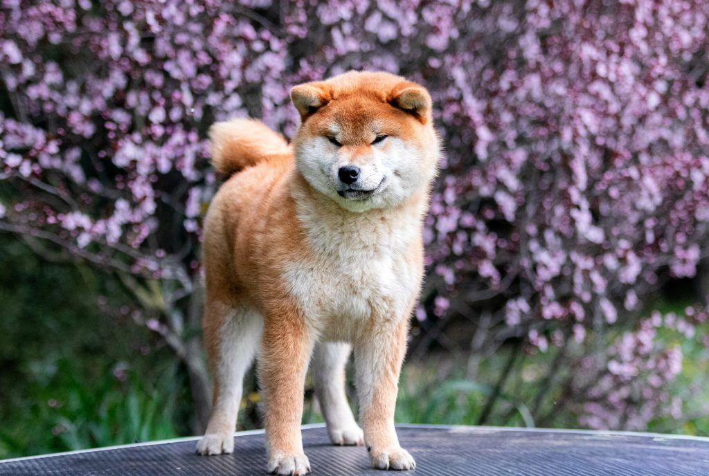 Akanetora go Sakura Kensha​