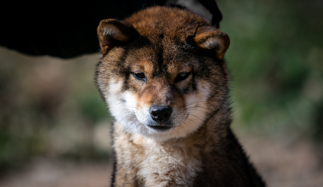Koan Go Sapporo Kagasou