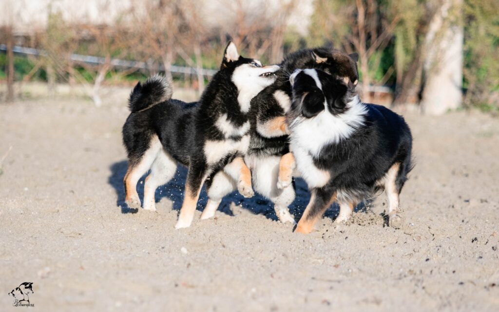 shiba et congénères