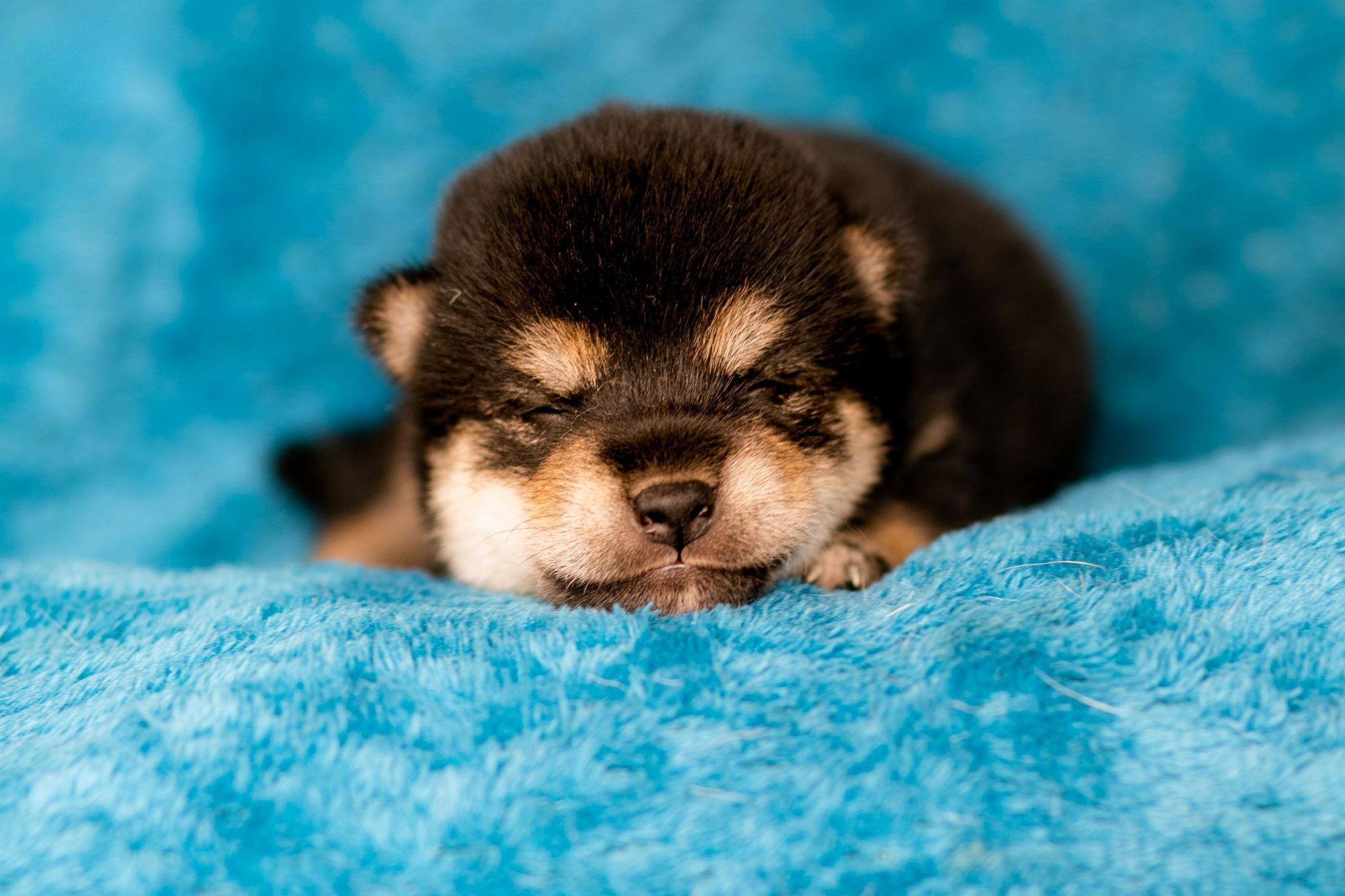 bébé shiba