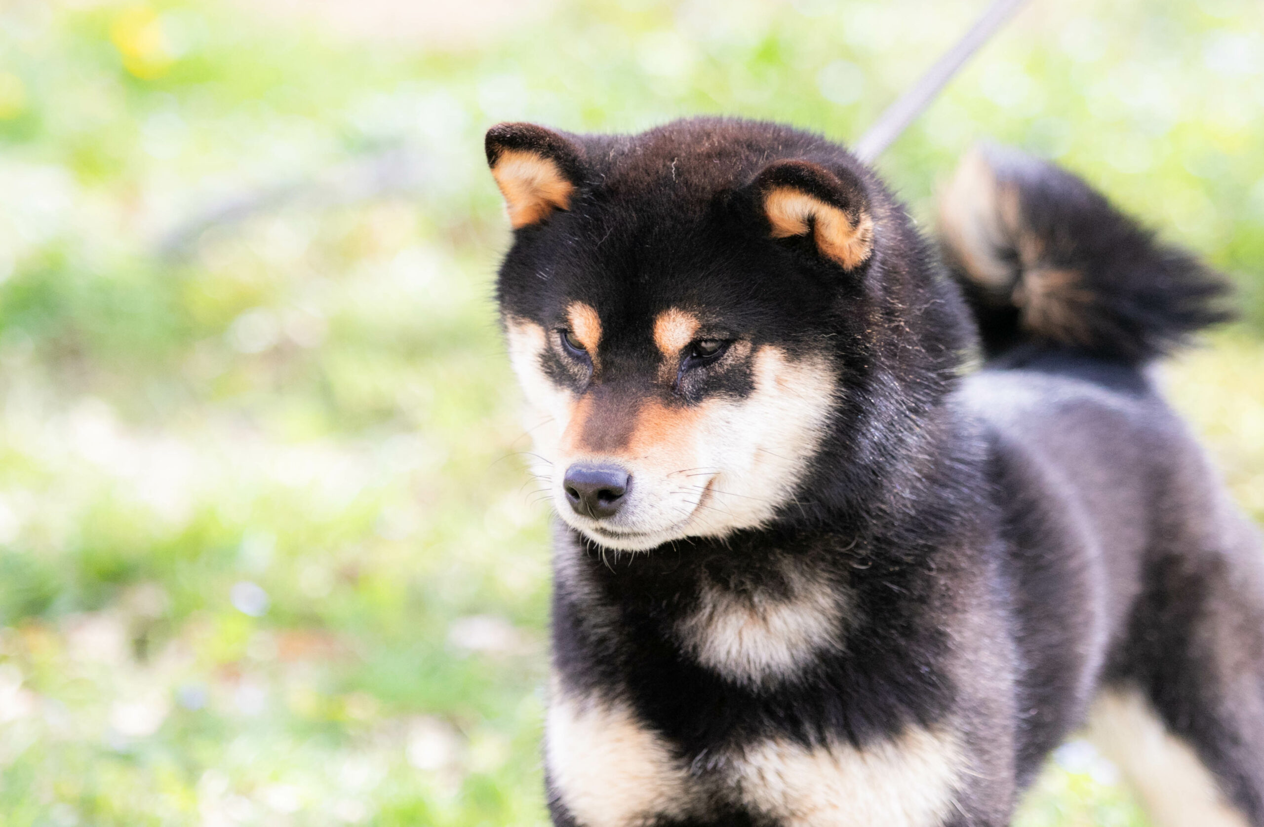 Takuma