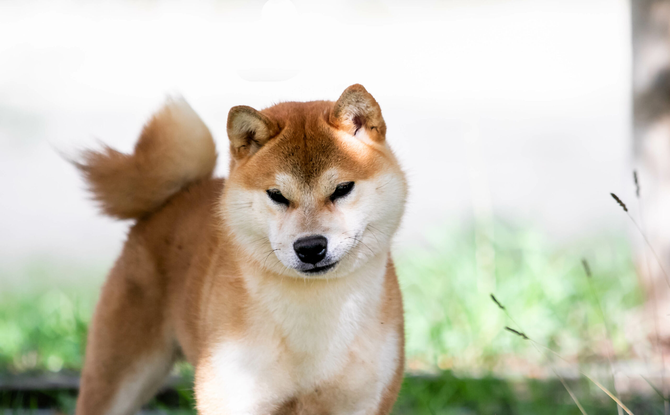 Multi CH. Taihei no Shoryu du Bois de Compiègne Sho
