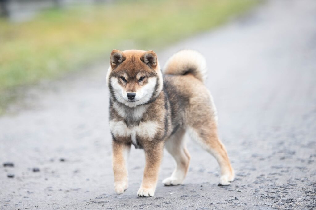 Multi CH. Taihei no Shoryu du Bois de Compiègne Vulpix du Bois de Compiègne