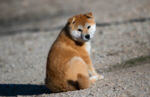 chiot shiba