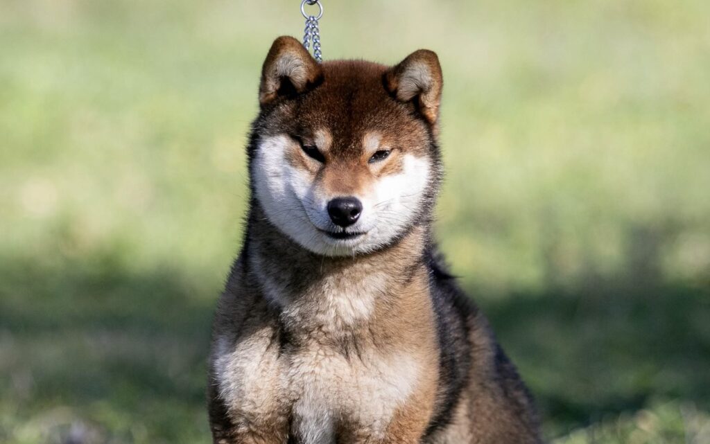 Multi CH. Taihei no Shoryu du Bois de Compiègne Akikaze du bois de Compiègne